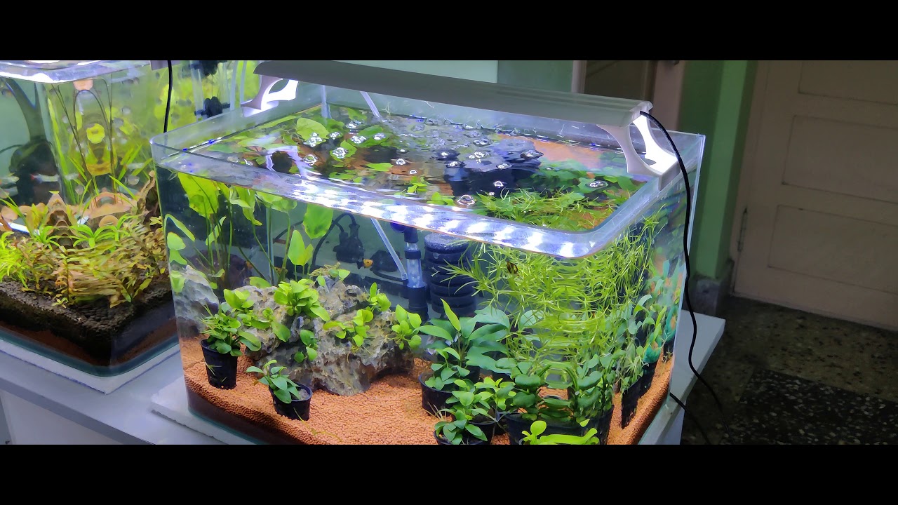Plattys fish in Anubias Tank