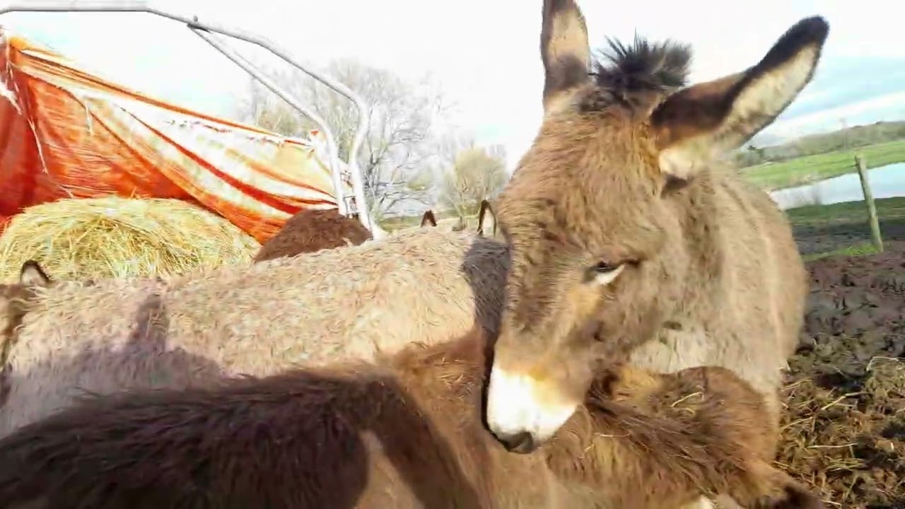 Si c'est pas trop cro maaaagnon ! #anes #animaux #baby #babyanimals #cute #enfance