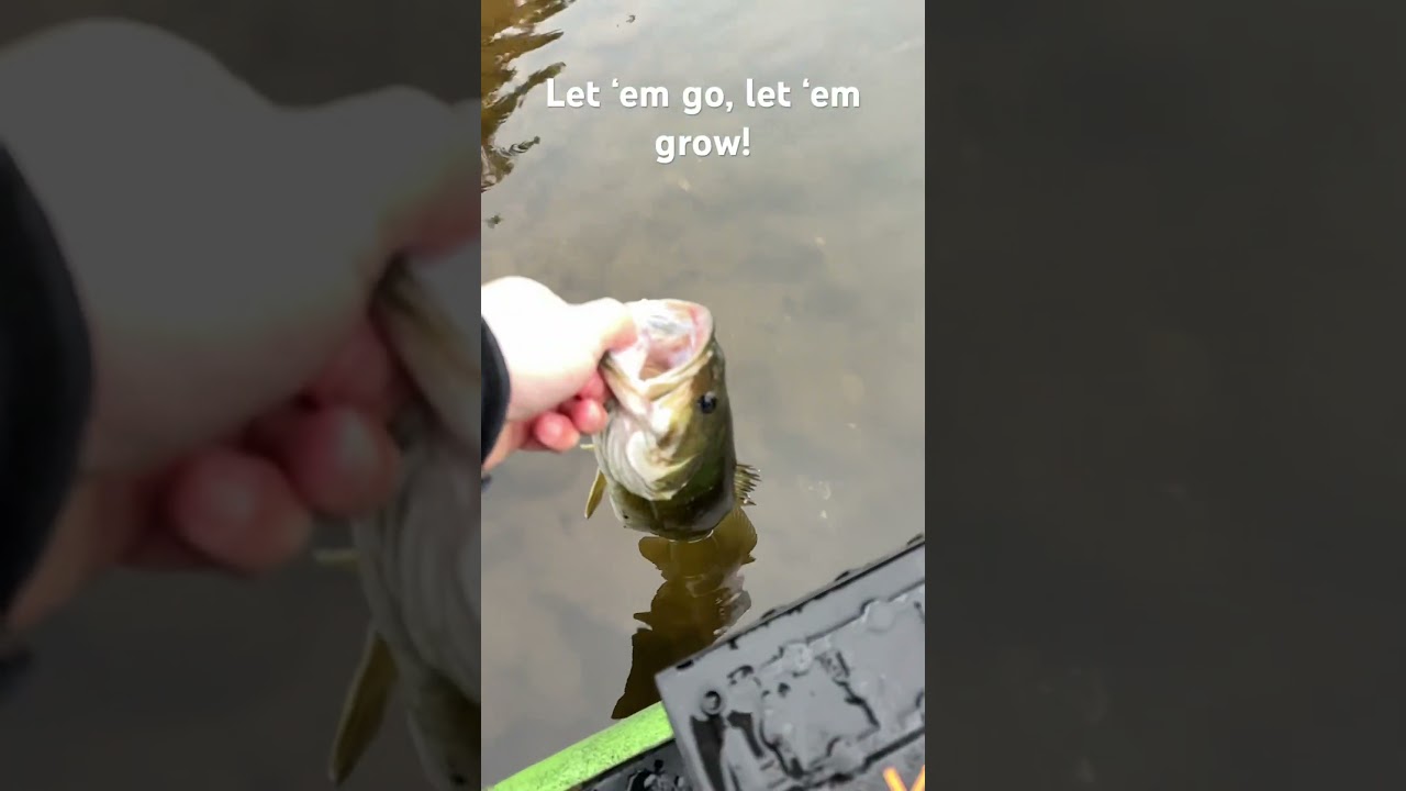 Rare 18.5” Beaver Lake Smallie! 