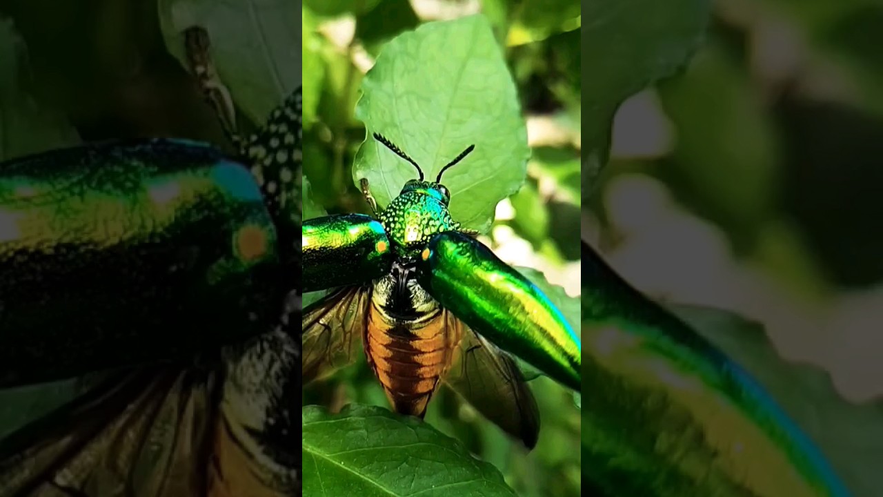 Come flies with me!  Jewel Beetle @ Firsttimebyncn