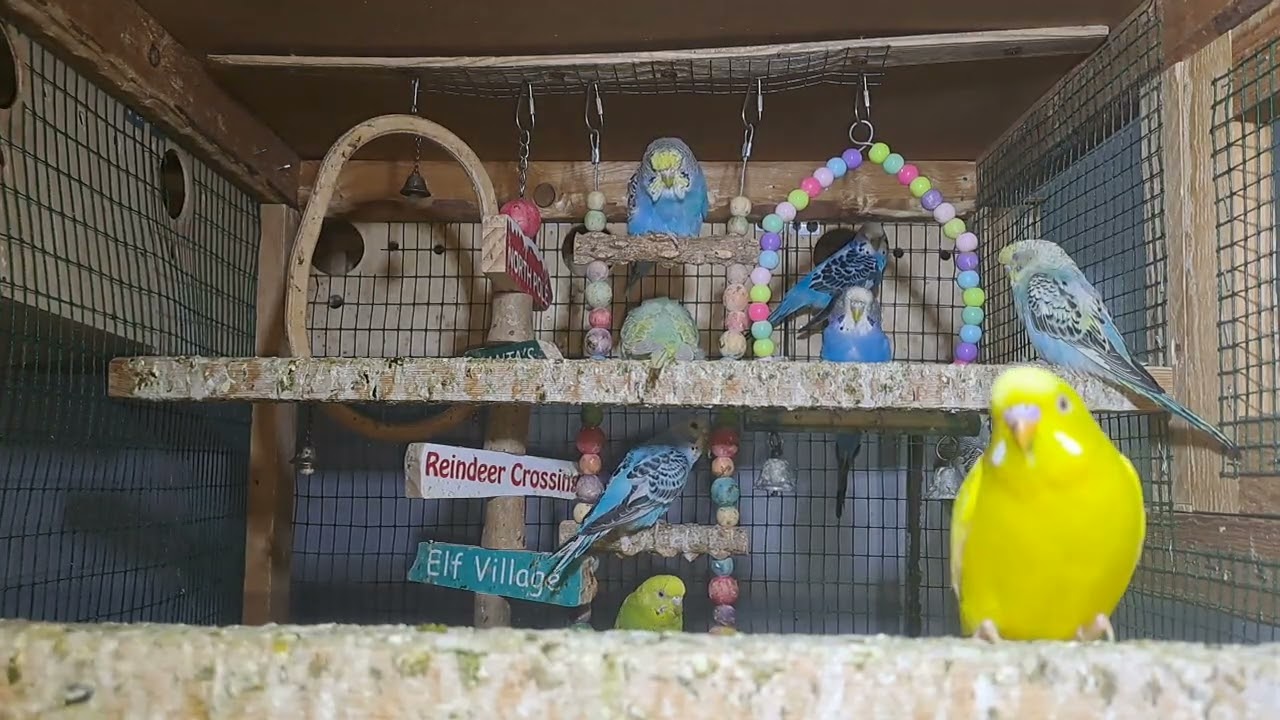 “Cuteness Overload! Budgie Babies in Real Time ❤️”