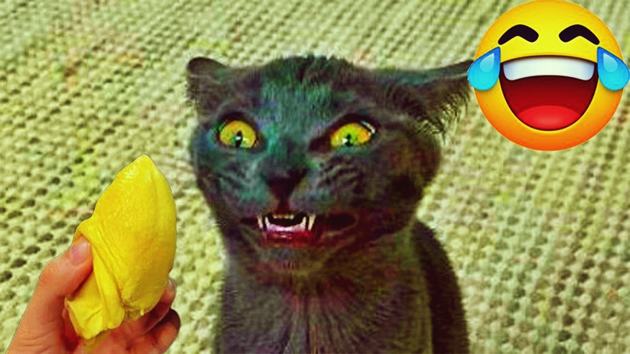 Try Not To Laugh 💛 Funniest Cats & Dogs 😻 Funny Animals