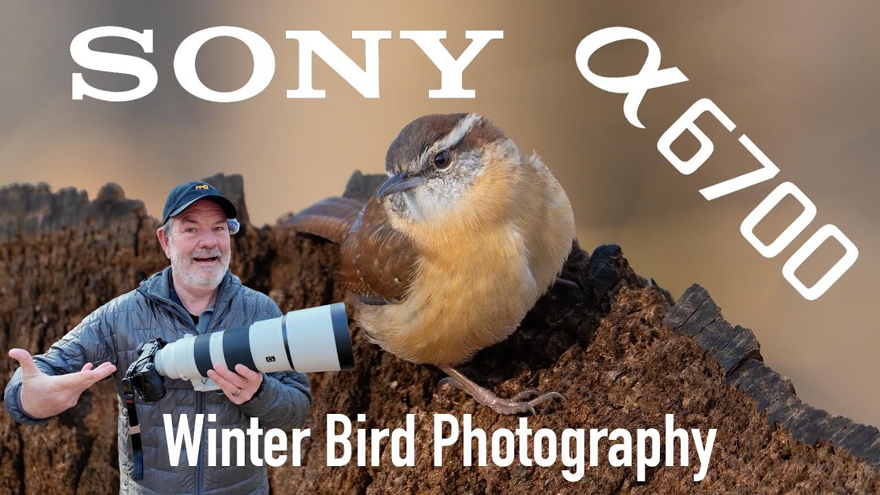 Фотосъемка птиц на Sony a6700 с зум-объективом 200-600 мм! Зима в Теннесси.