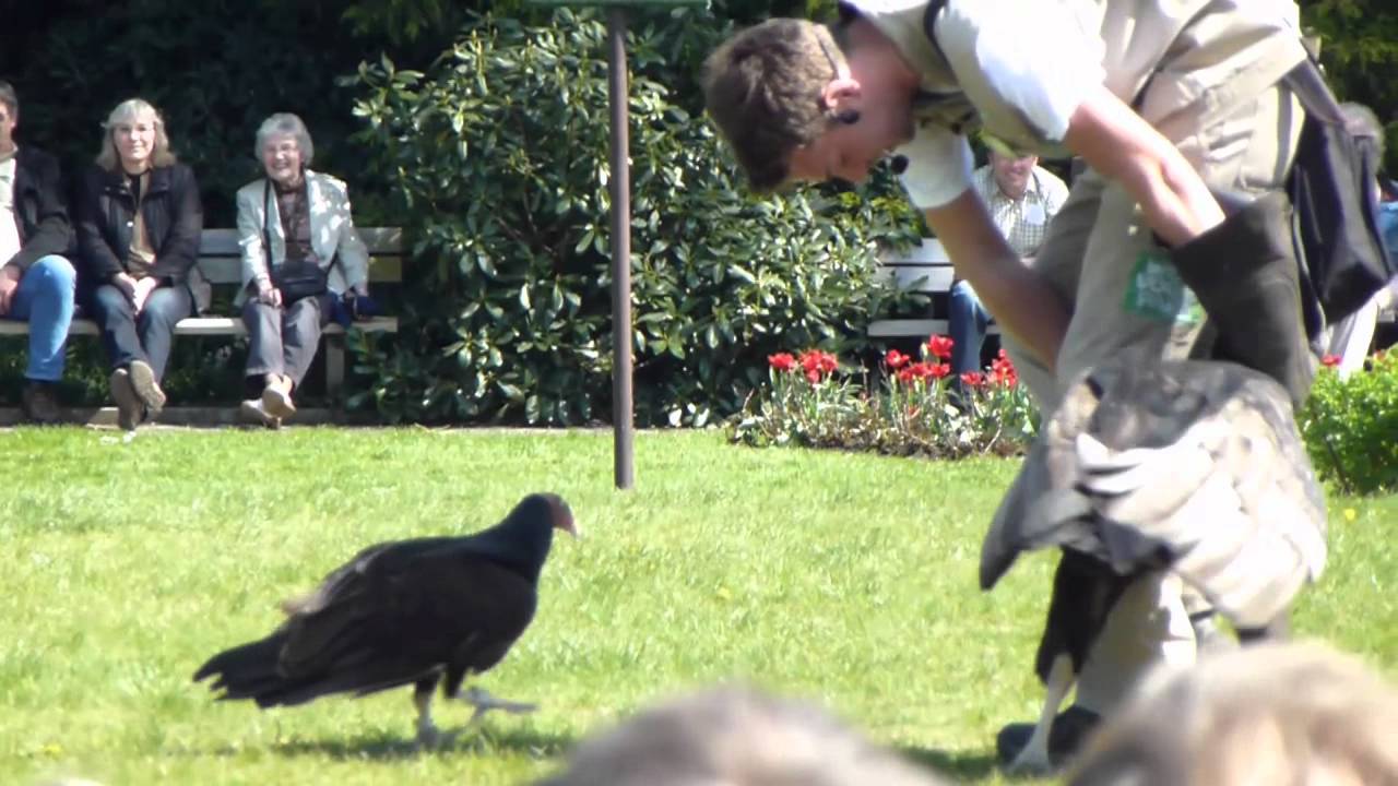 Flugshow Andenkondor Vogelpark Walsrode (30.04.2012)
