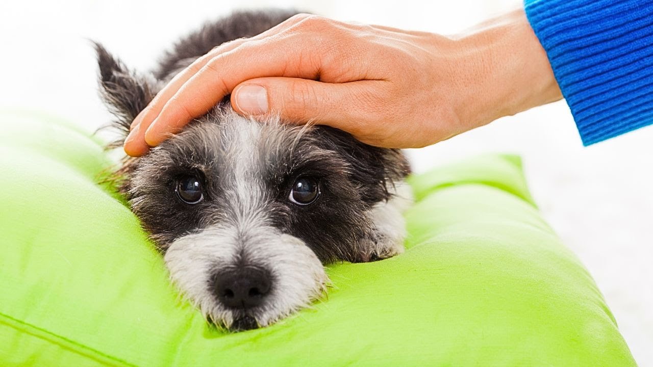 COMO AGIR EM CASOS DE VOMITO EM CÃES FILHOTES - DIFERENCIAR DOENÇAS DO CÃO