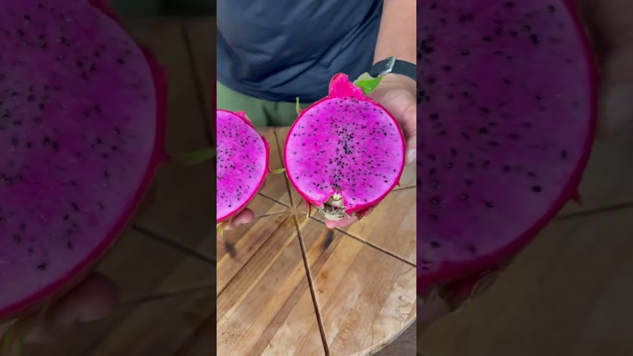 Colhendo a primeira pitaya Dark Star,fruto muito saboroso. #pitayas #dragonfruit #pitaya #suculentas