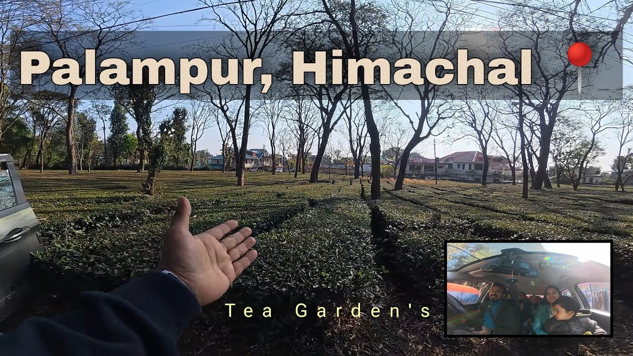 Palampur Himachal Vlog | Tea Gardens, Mountains & Peaceful Village Life 🌿⛰️ II EP 02 II