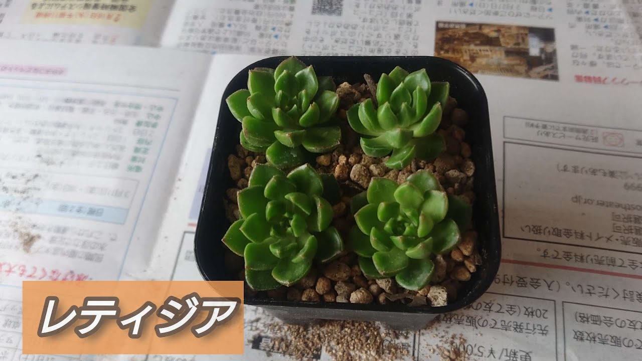 【レティジア】 丈夫で育てやすく増やすのも容易。寒くなれば紅葉もキレイらしい！