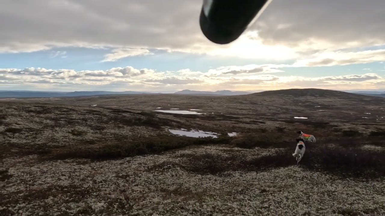 2 dager på rype og skogsfugl jakt. 