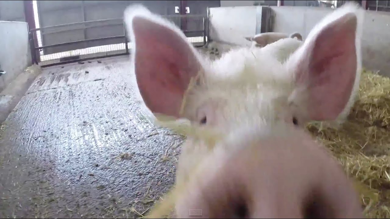Pigs Having Fun Playing Part 2: Wimpole Hall Easter 2015