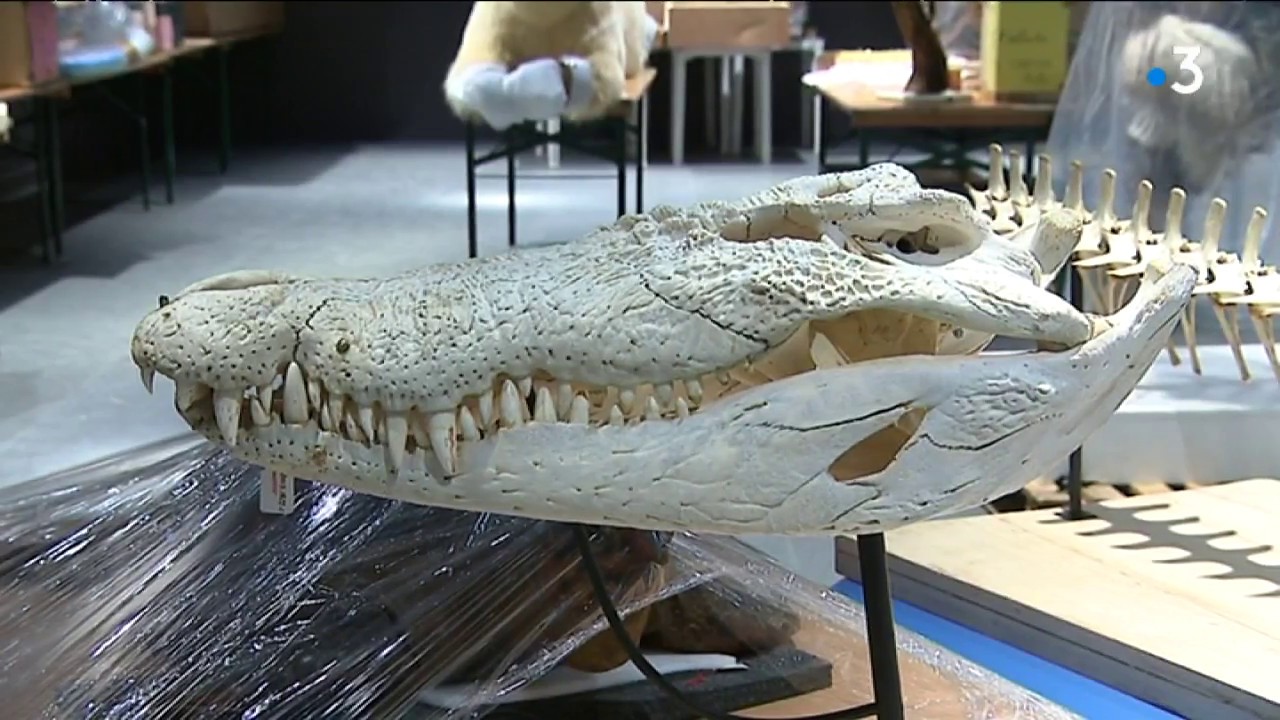 Bordeaux : préparatifs réouverture du  Muséum d' Histoire naturelle
