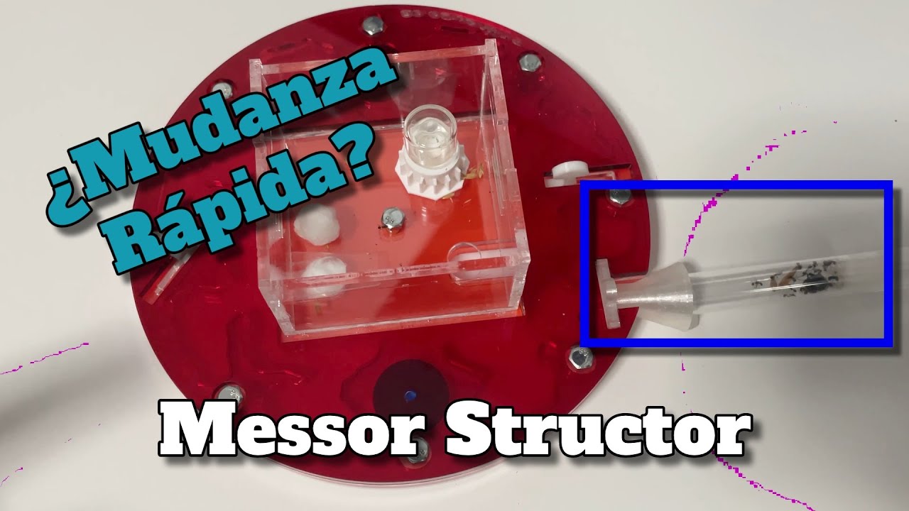 Las hormigas más RÁPIDAS mudándose 🏎 | Messor Structor