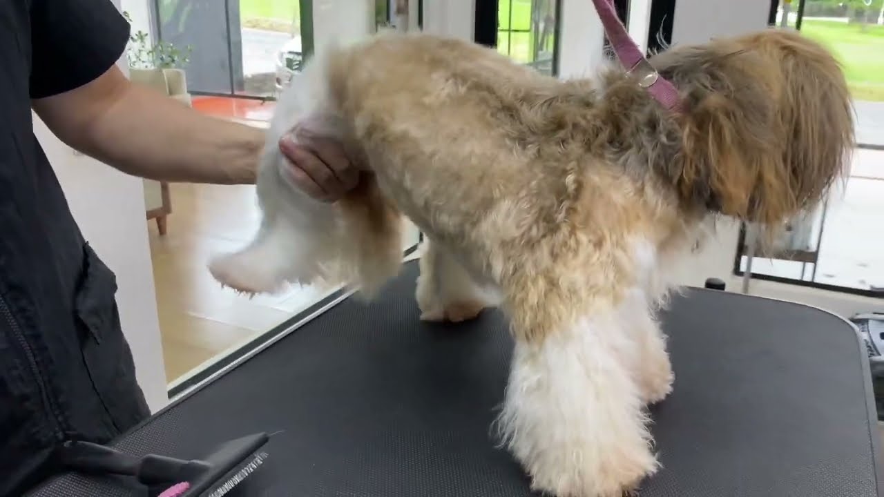 COMO FAZER BANHO E TOSA COMPLETA EM SHIHTZU | AULA 3 | CURSO DE BANHO E TOSA GRATUITO
