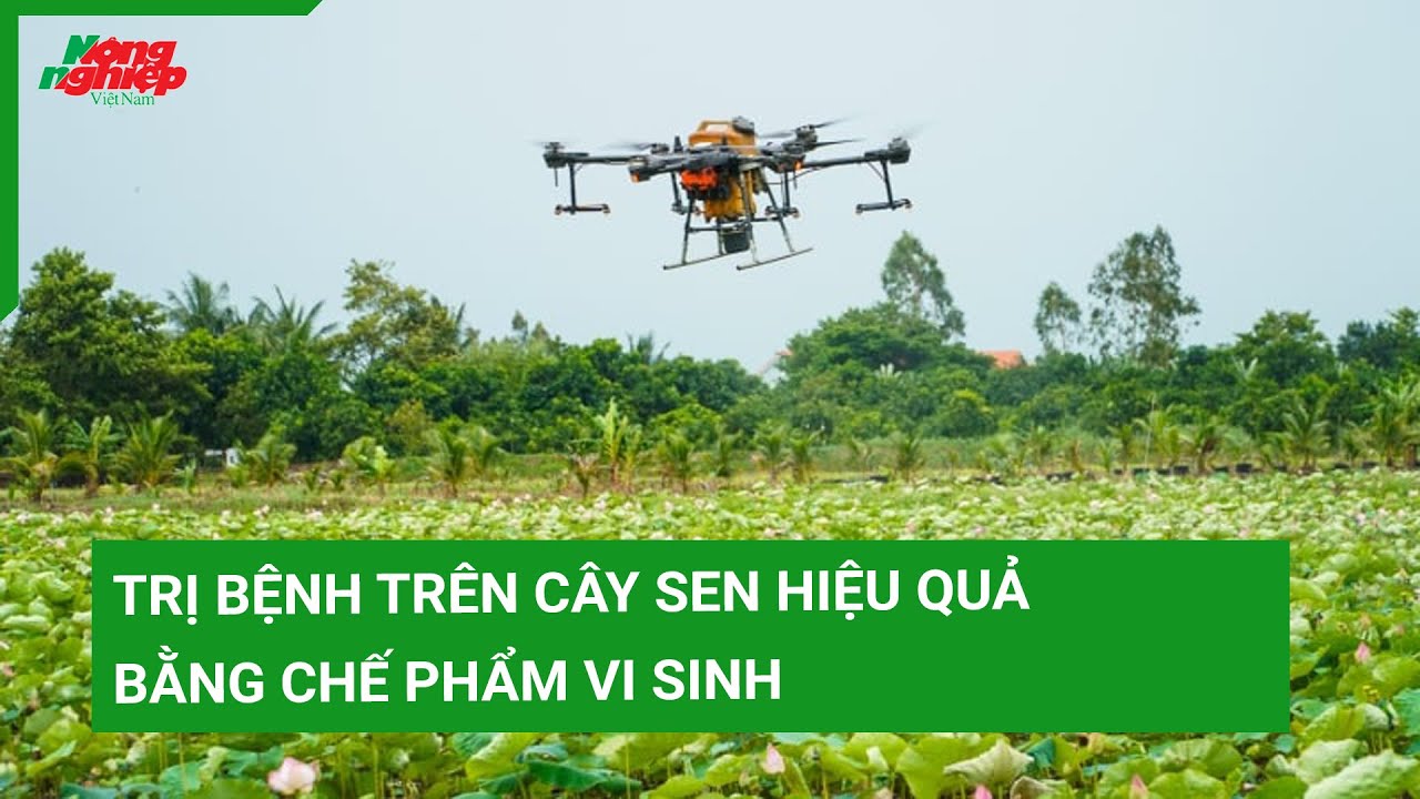 Trị bệnh trên cây sen hiệu quả bằng chế phẩm vi sinh