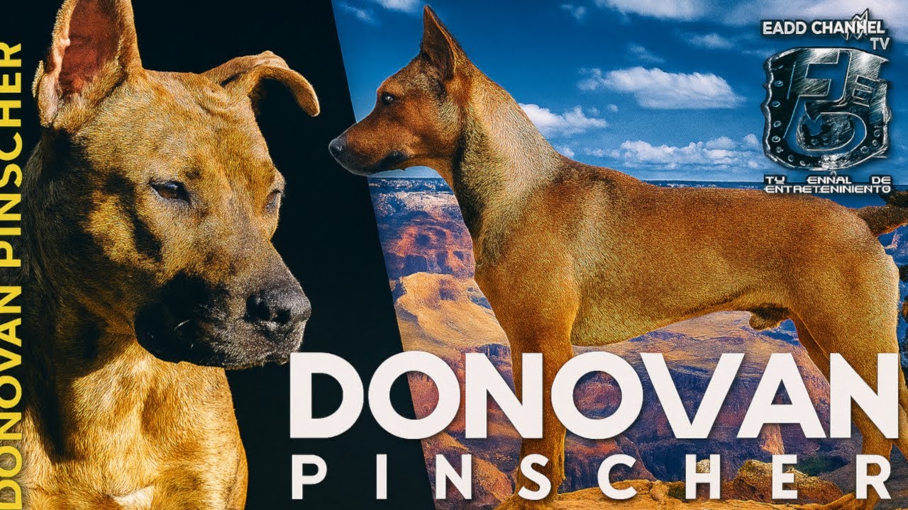 Donovan Pinscher 🧬🐕 El Perro Nacido de 14 Cruces Secretos | Donovan Pinscher: The Secret Breed