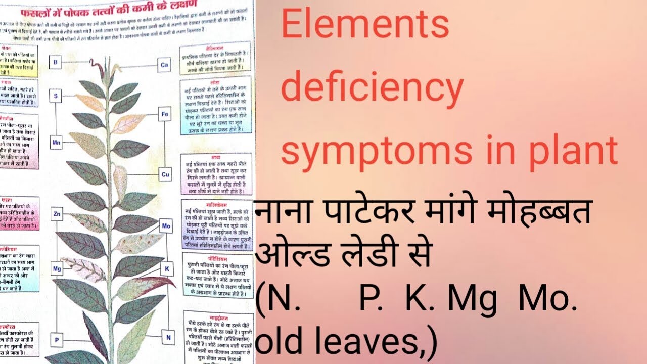 nutrients deficiency symptoms in plant // #nutrient_deficiency_symptoms_in_plant// #Nutrients_trick