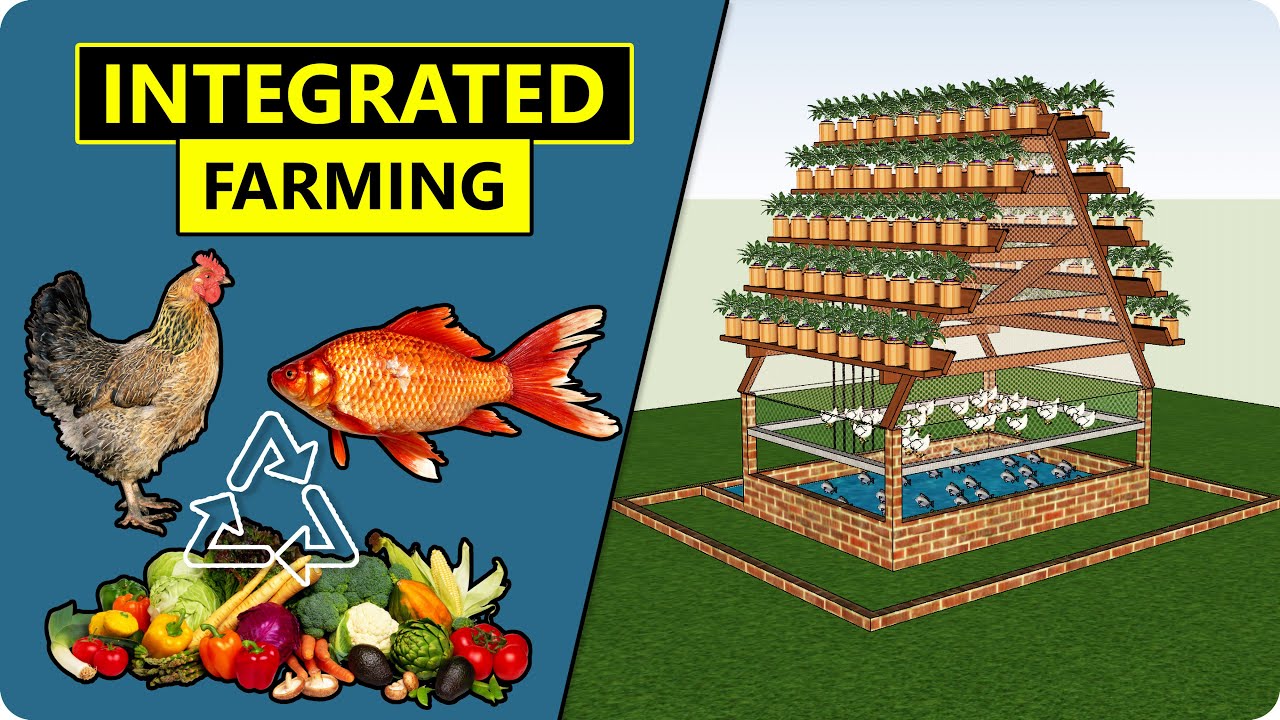 Integrated Chicken, Plant and Fish Farming (ICPF) | Combination of Vertical Farming & Aquaponics