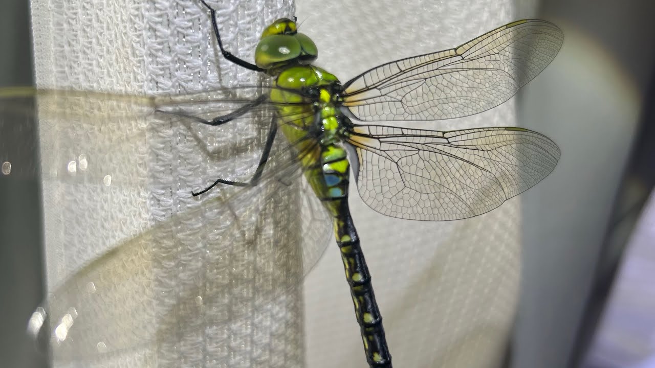 ヤゴが羽化したので逃しに行くと、激レア生物が…！