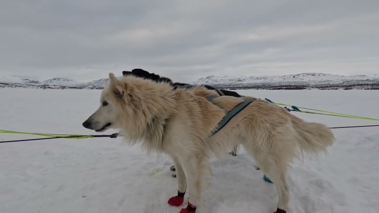 Winter 2024 🐾❄️ „Abenteuer Heimweg: Lofoten nach Luleå mit Huskys, Snowmobile & Aurora Borealis“