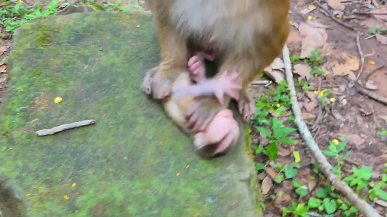 Ohh, what happen? They look like they going to have argument. Why they doing so hard to lil monkey