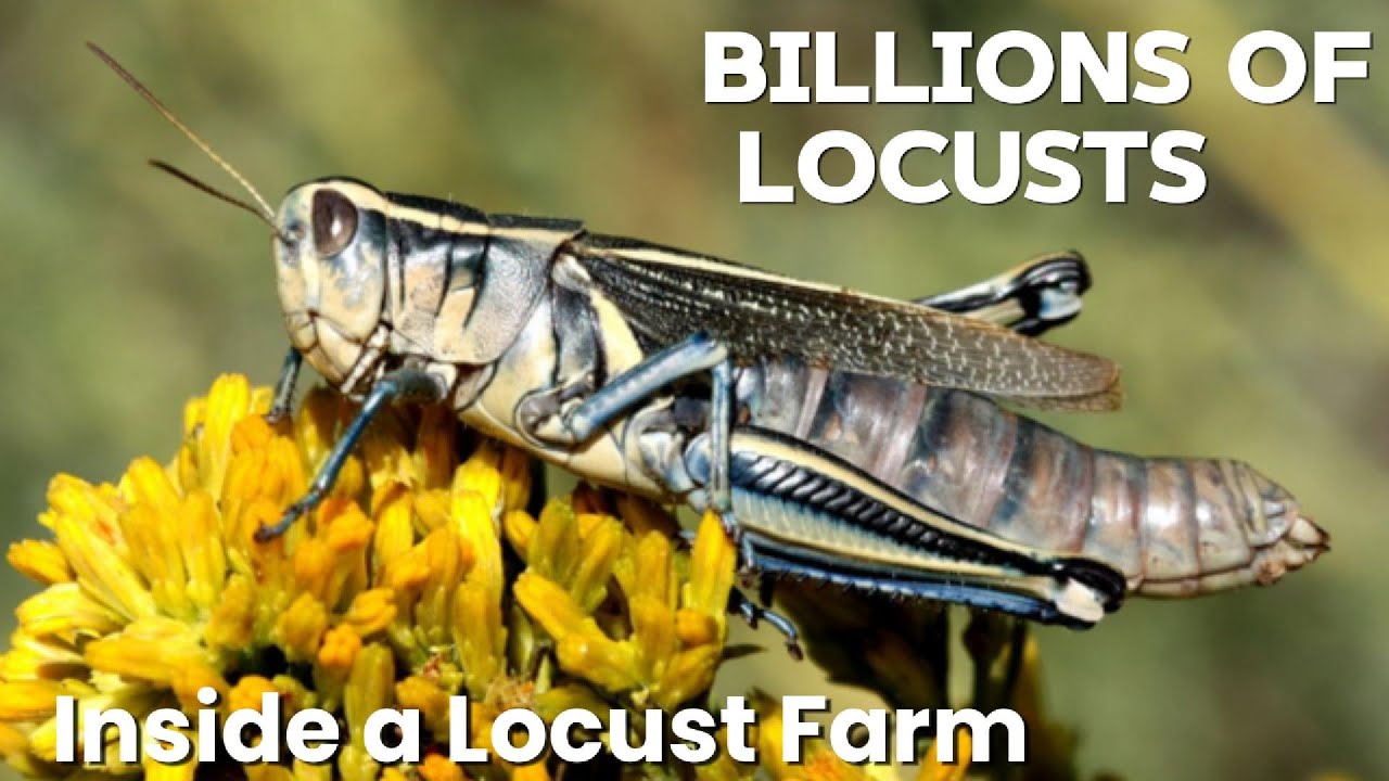 Inside a Massive Locust Farm &ndash; Farming, Feeding and Harvesting