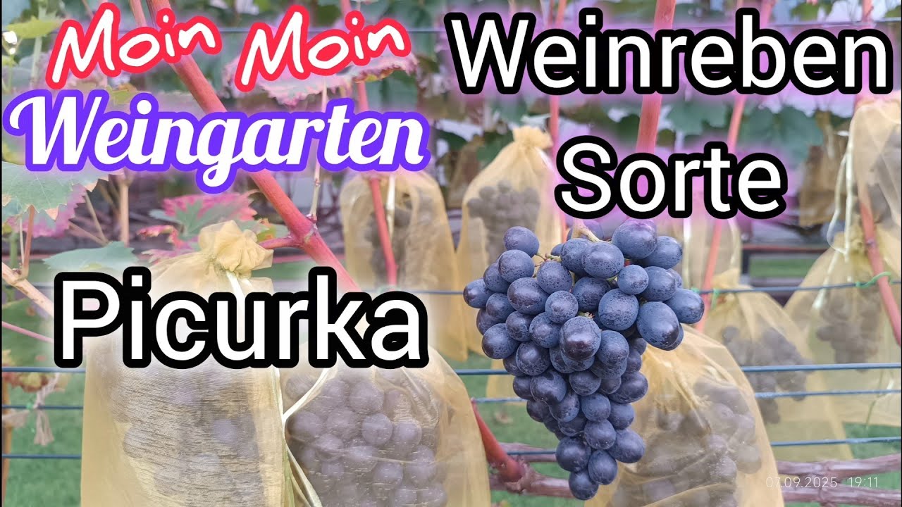 Weinrebe Picurka 