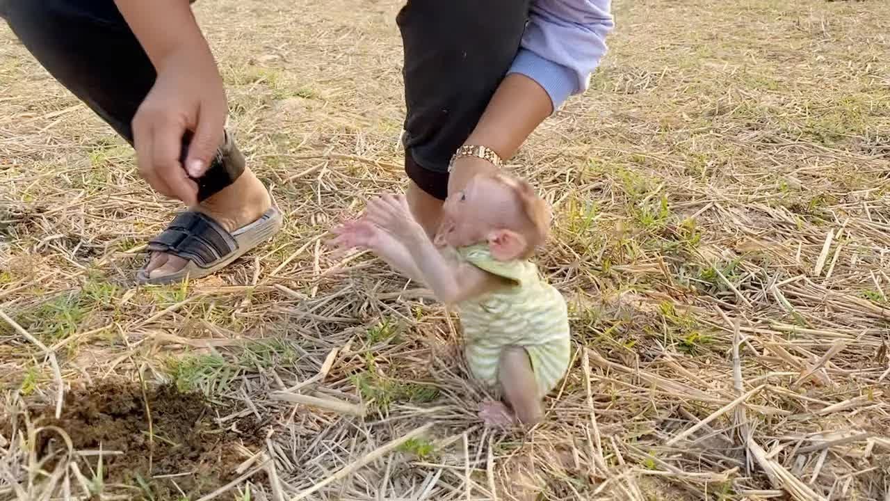 Poor DAM Very Fraid Mom Leave Him Alone On Field Rice