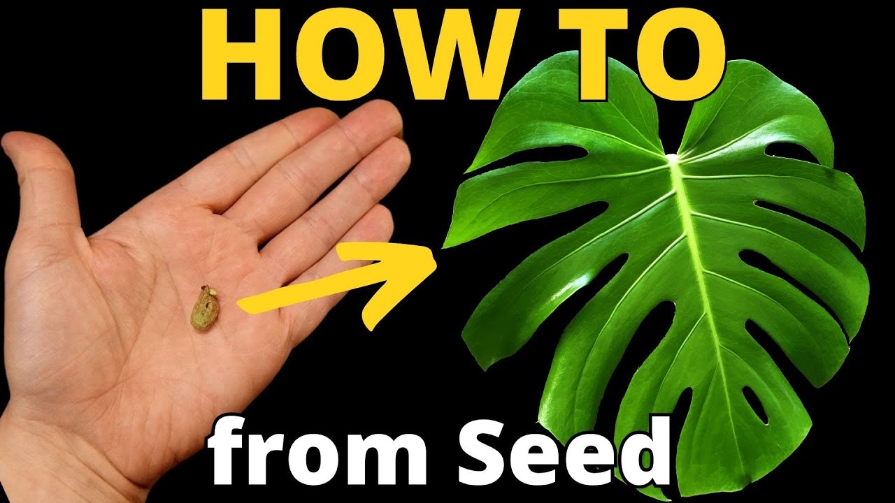 Growing a Monstera Deliciosa From Seed – Step-by-Step (75 Days)