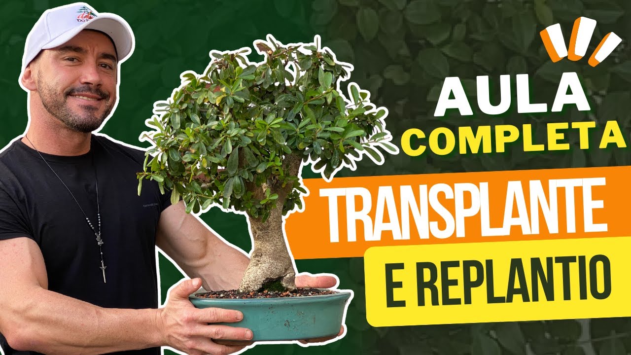 TRANSPLANTE E REPLANTIO DE BONSAI | AULA COMPLETA