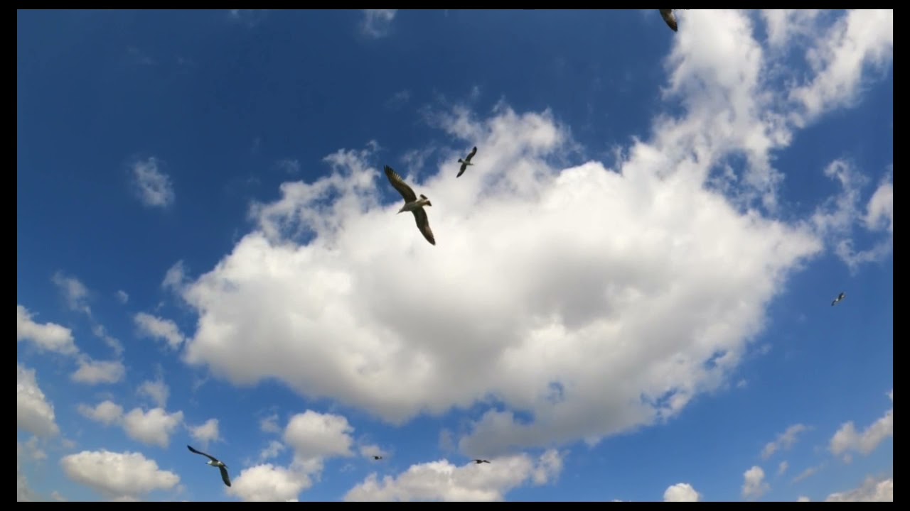 RELAXANTE | SOM DAS GAIVOTAS | GAIVOTAS VOANDO