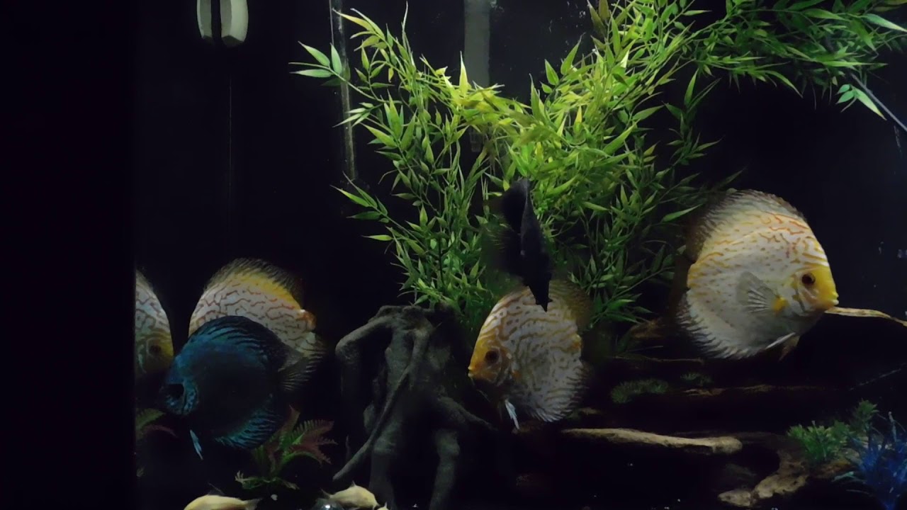 What to Do with Aggressive Discus