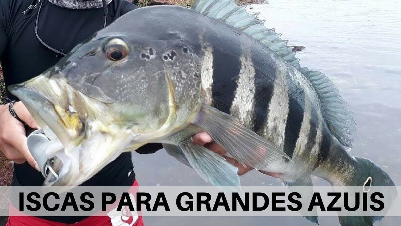 Top 3 iscas para Tucunaré Azul Grande
