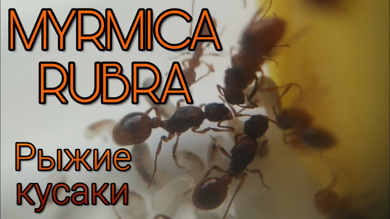 Myrmica Rubra. Как там Рыжие Кусаки?
