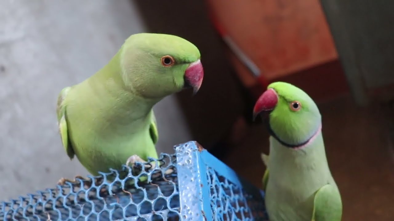 बोलने वाला तोता Mitthuwa