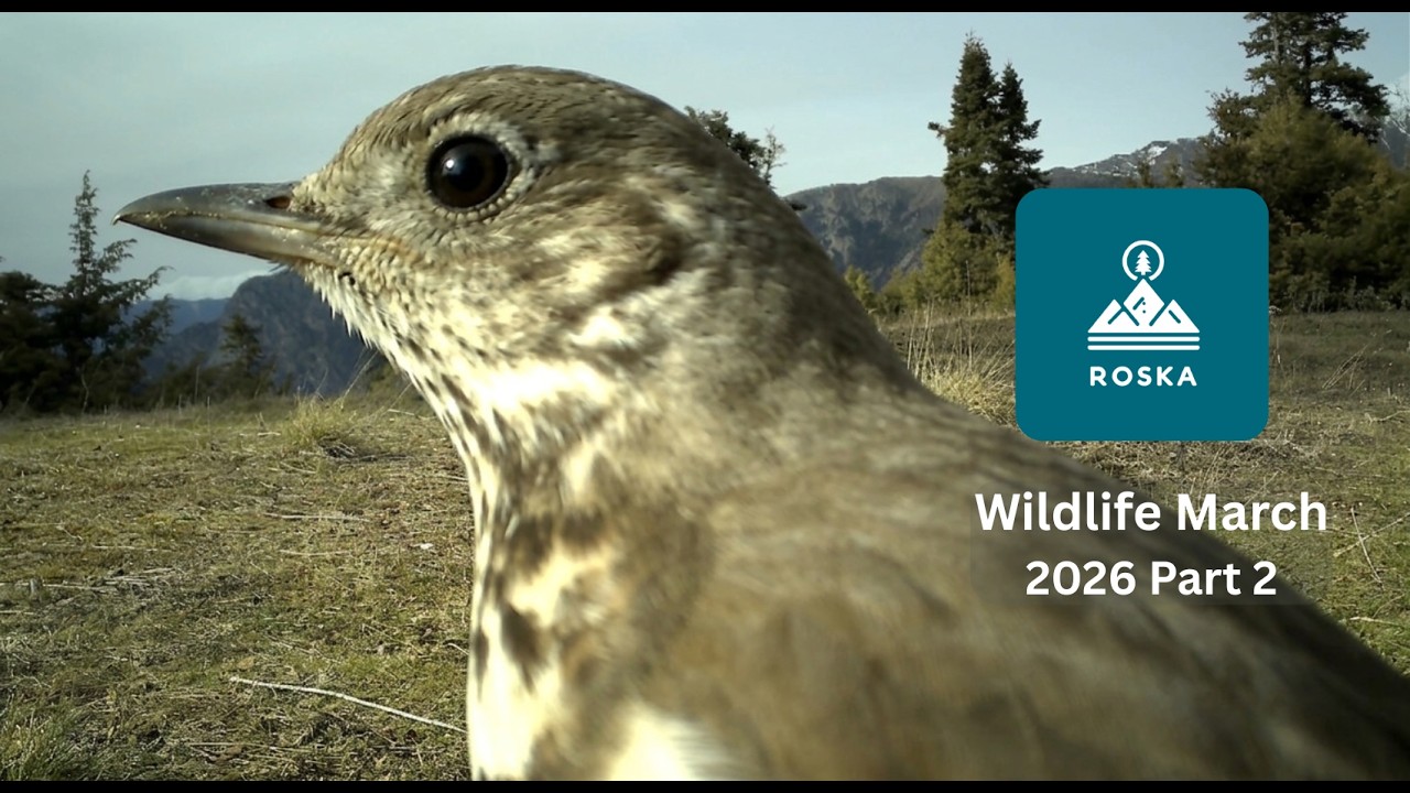 &Kappa;ά&mu;&epsilon;&rho;&alpha; ά&gamma;&rho;&iota;&alpha;&sigmaf; &phi;ύ&sigma;&eta;&sigmaf; | &Rho;&omicron;&sigma;&kappa;ά &Epsilon;&upsilon;&rho;&upsilon;&tau;&alpha;&nu;ί&alpha;&sigmaf; (&Mu;ά&rho;&tau;&iota;&omicron;&sigmaf; 2026 - &Mu;έ&rho;&omicron;&sigmaf; 2&omicron;)