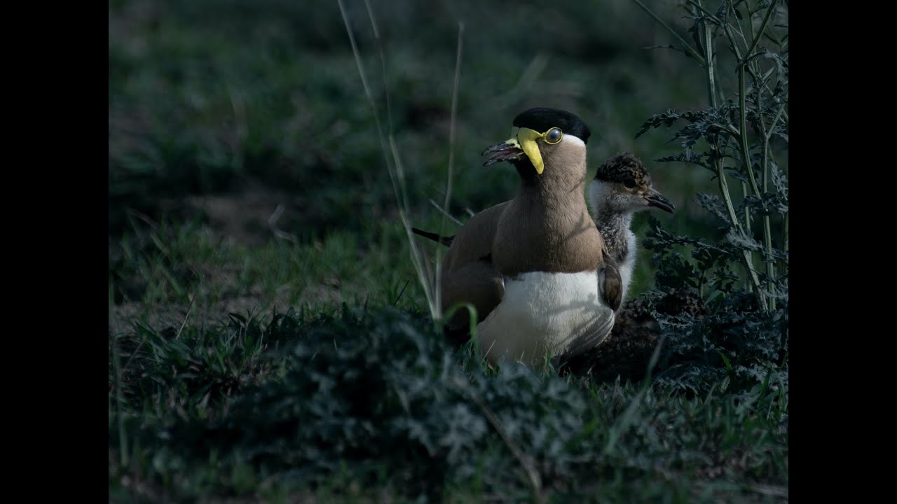 Yellow Wattled Lapwing and her four chicks: A Short #Documentary #wildlife #nature #wildlifeshorts