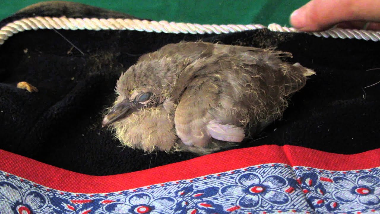baby pigeon fell out of the nest