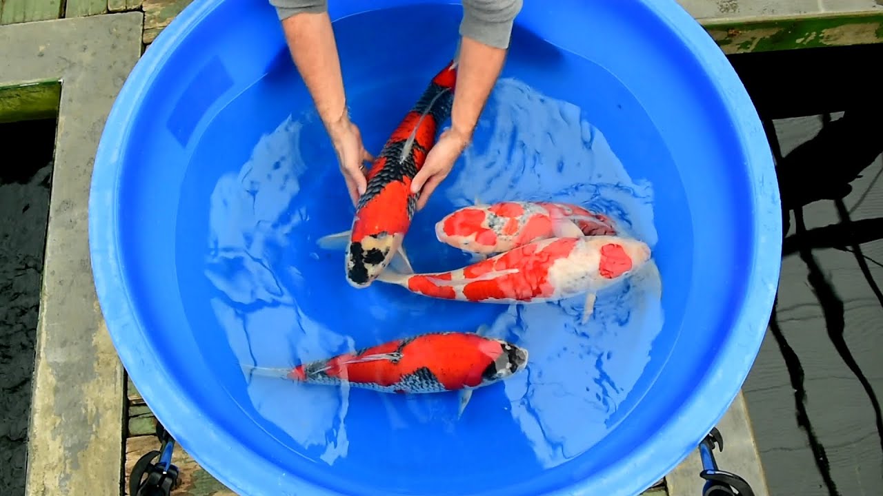 Modern Koi Blog #1031 - Varietät Goshiki im Detail erklärt