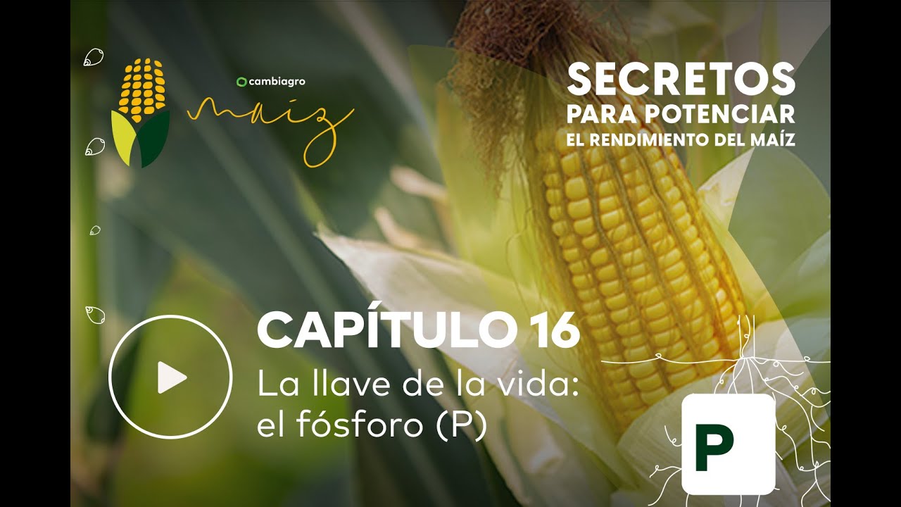 El 𝐅𝐨́𝐬𝐟𝐨𝐫𝐨 (𝐏) en el maíz: la llave de la vida