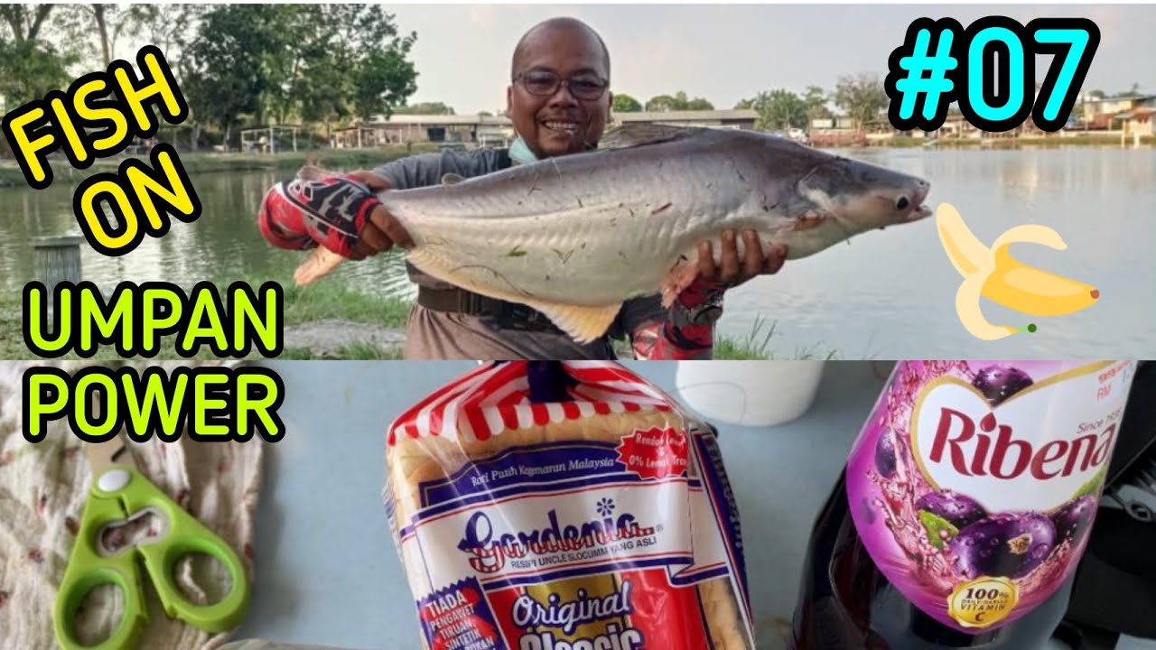 UMPAN POWER RIBENA VS ROTI 10STRIKE TERCABUT LUTUT HAWAUUU🤣 FISH ON SHAH ALAM #WAKJAS #PATIN #RIBENA