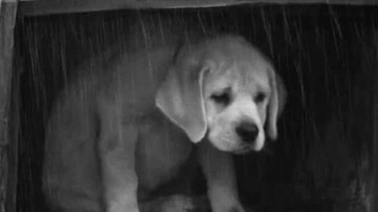 Humane Society Commercial