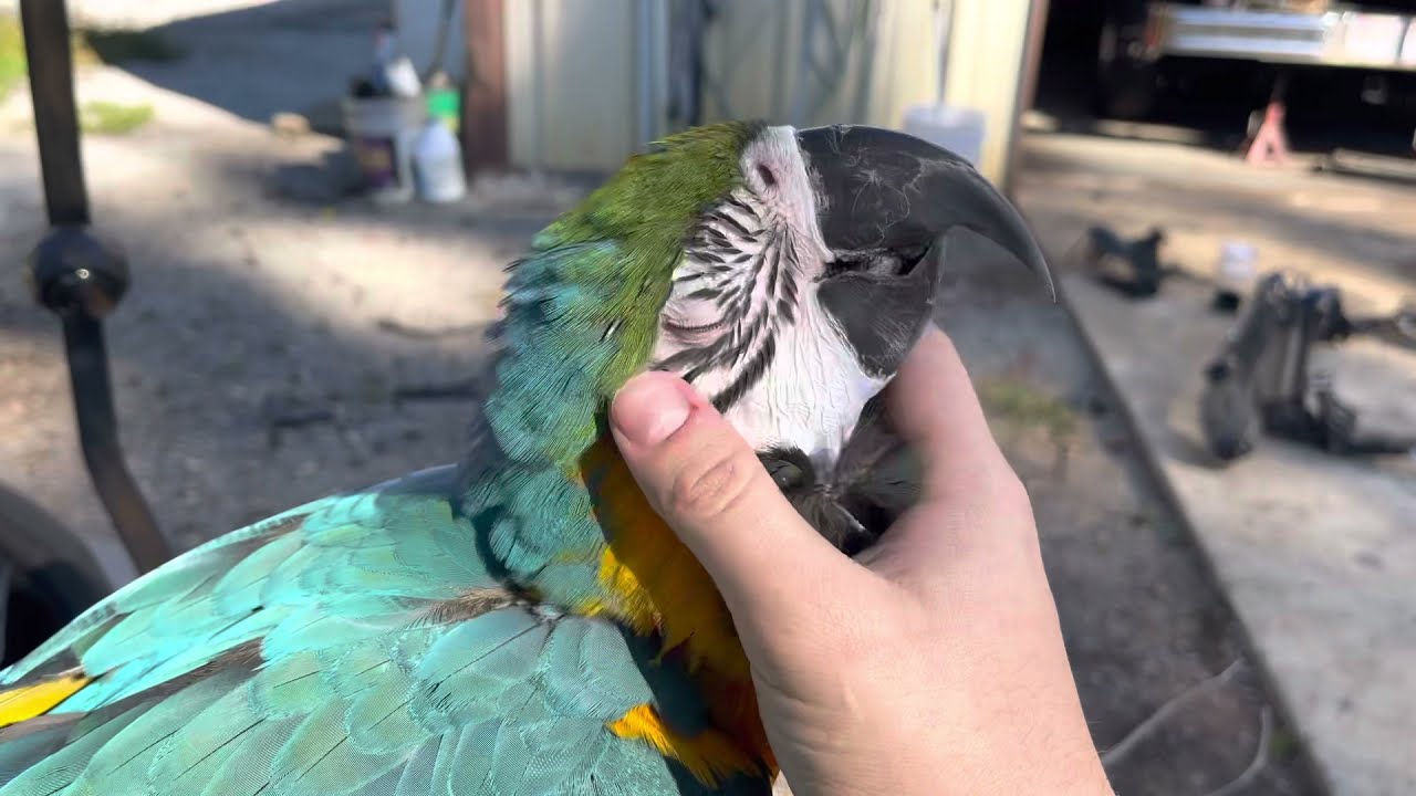 Petting & Scritching Macaw Parrot