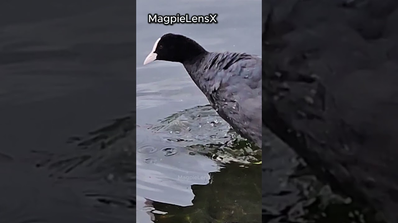 Coot slow motion 4K Fulica atra Europe Łyska #bird #magpielensx #duck