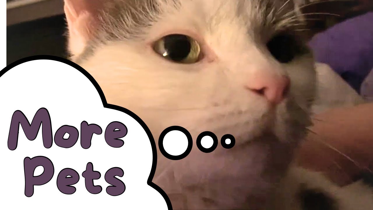 Mo Kitty Movie: Lots of Pets