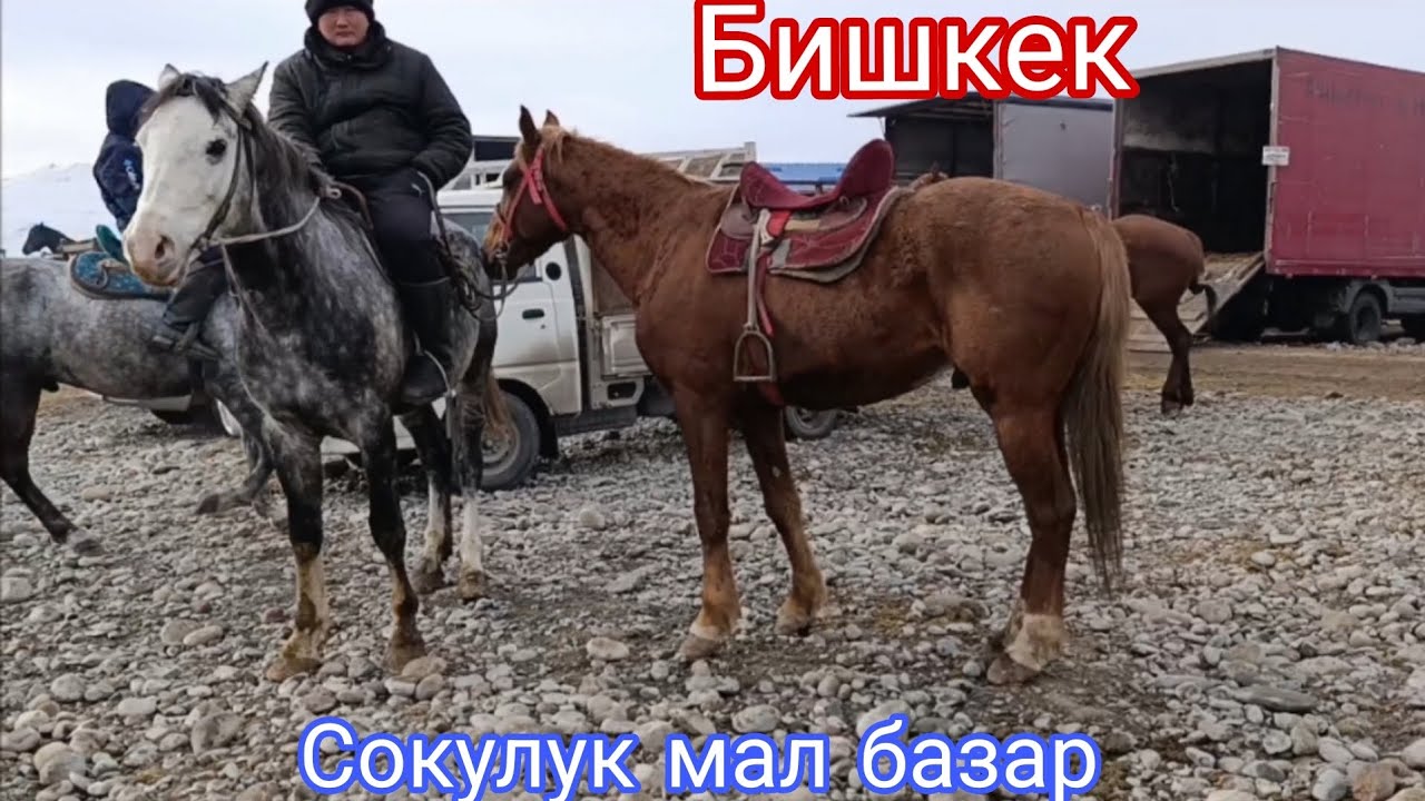 31- Январь Сокулук мал базары кызыды