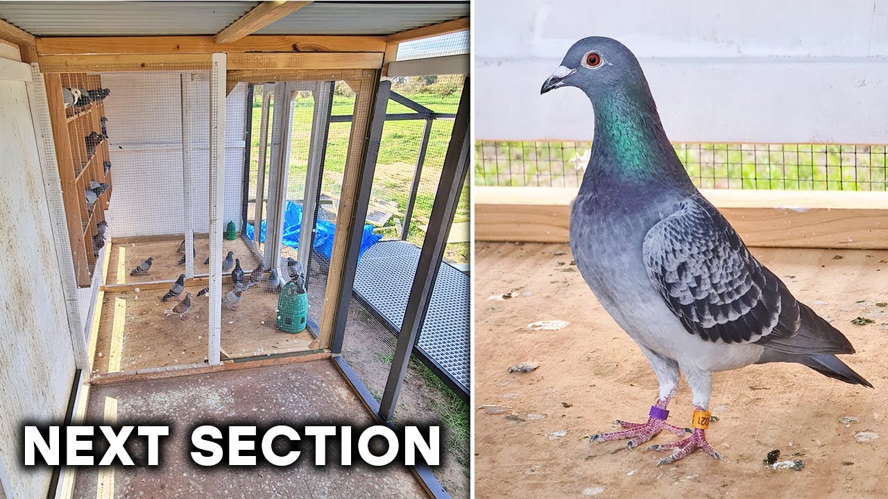 Pigeon Loft Upgrade (Pt 5 Section 2)