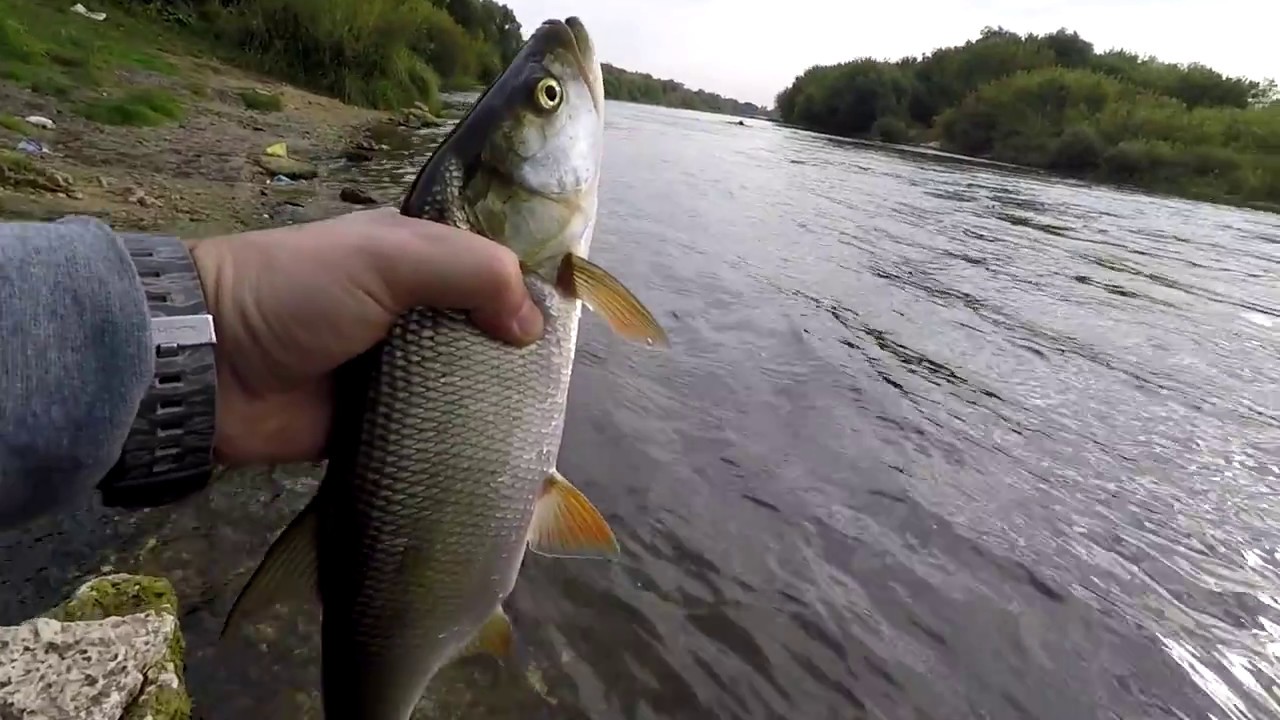 колебалки для голавля и жереха