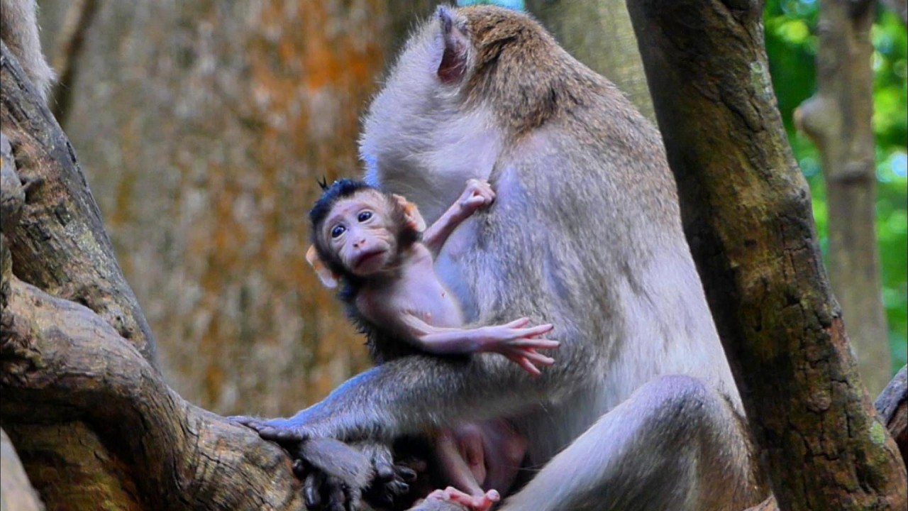 Lovely baby Patch with Mom Piper, so adorable baby and Mom, | MSSRMedia