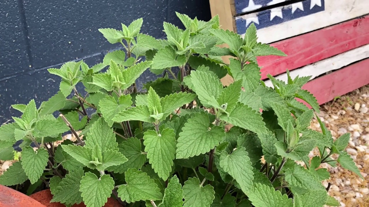Catnip a great herb for the cutting !