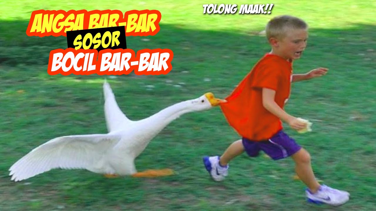 Ngakak Banget! Momen Lucu Bocil Bar-bar Disosor Angsa Bar-bar Sampe Lari Ketakutan